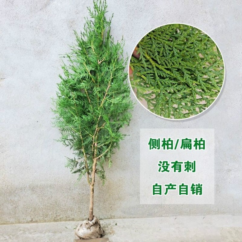 柏树苗松柏侧柏树苗扁柏圆柏松树塔柏宝塔松龙柏苗墓地柏树 侧柏:1米