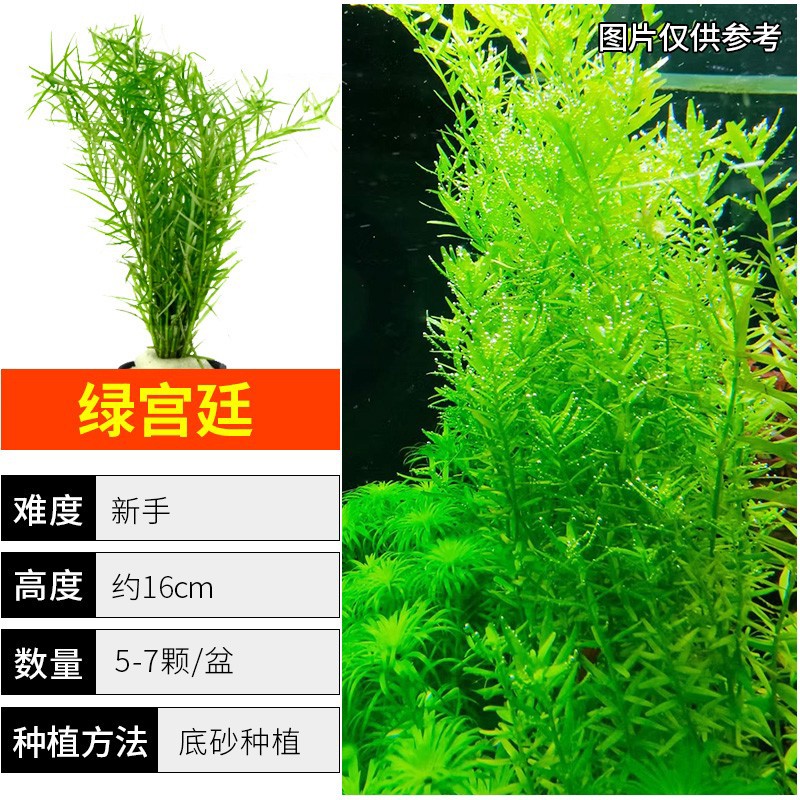 共度（Gong Du）水草植物真草魚缸水草造景陰性蜈蚣草中后景綠植懶人魚草花草套餐 綠宮廷10-15支