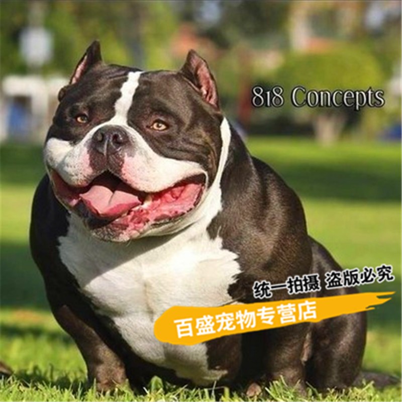 北京正规犬舍出售美国恶霸犬幼犬 纯种微小口袋体蓝灰色恶霸狗崽赛级