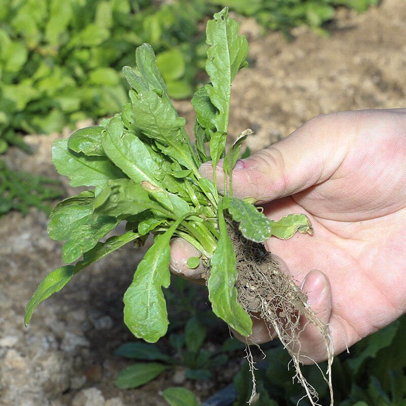 寿禾种业大叶荠菜种子香荠野菜夏秋季青菜四季阳台蔬菜籽 大叶荠荠菜