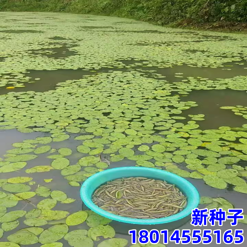 禾之润水生植物莼菜苗莼菜种苗莼菜种子苗木根茎马蹄菜水生菜种子盆栽