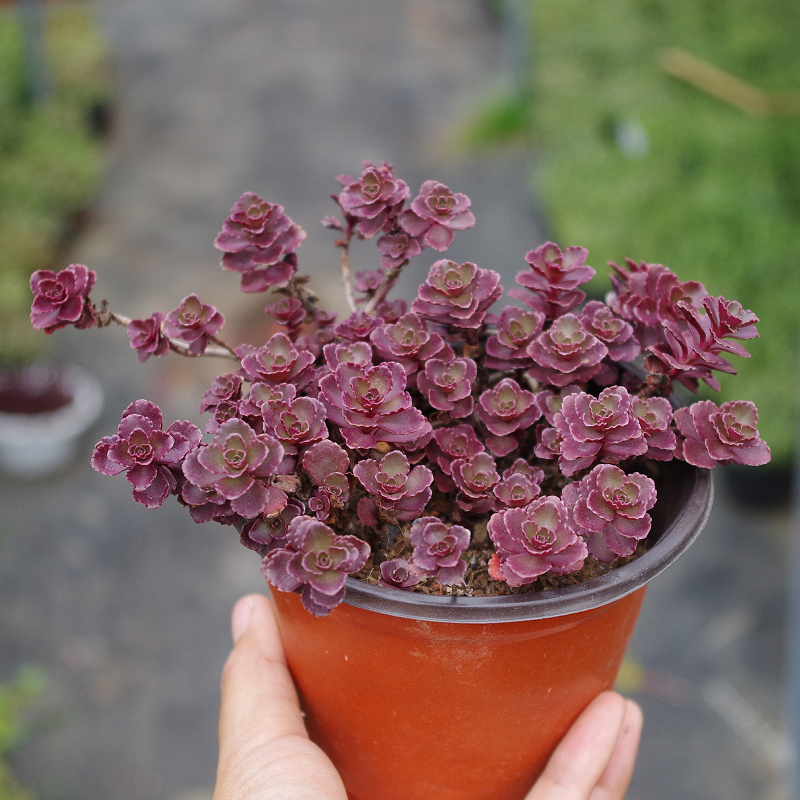 精品红色多肉植物小球玫瑰室内阳台花绿植带盆栽好掌上盆景 简易塑料