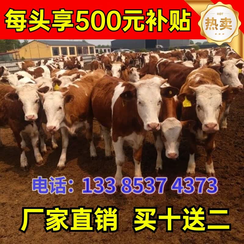 到6个月鲁西黄牛崽改良肉牛仔出售牛苗养殖 纯种西门塔尔牛【小月龄】