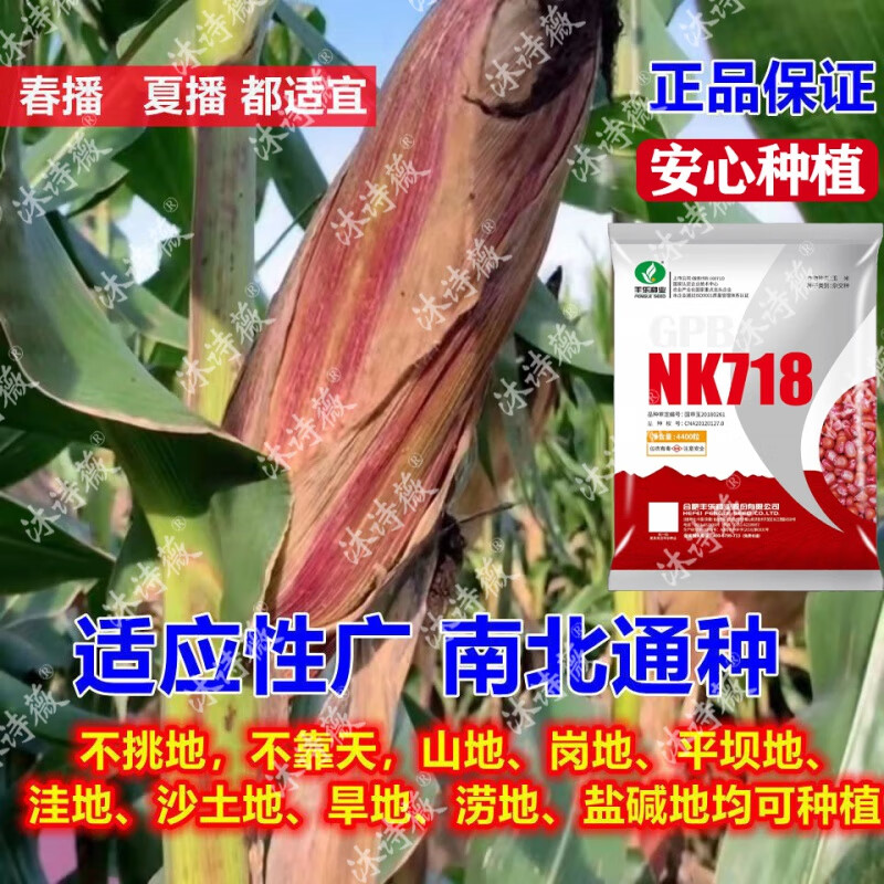 nk718高产玉米种子升级版抗锈病抗倒伏大棒云贵川高产玉米 nk718【2斤