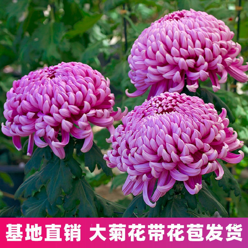 绣球菊四季开花室内外花卉九月菊大菊花苗 紫色狮子头【大苗带花苞】