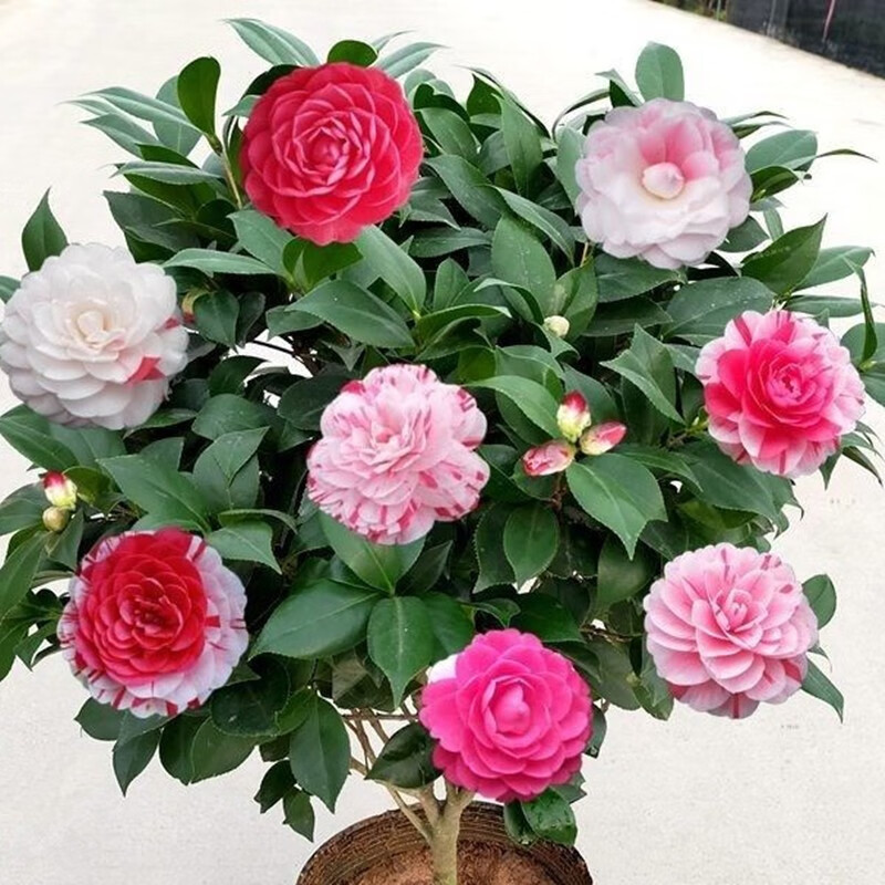 七流婉香妃山茶花盆栽五色赤丹花卉植物室内茶花树苗 五色赤丹 不含盆