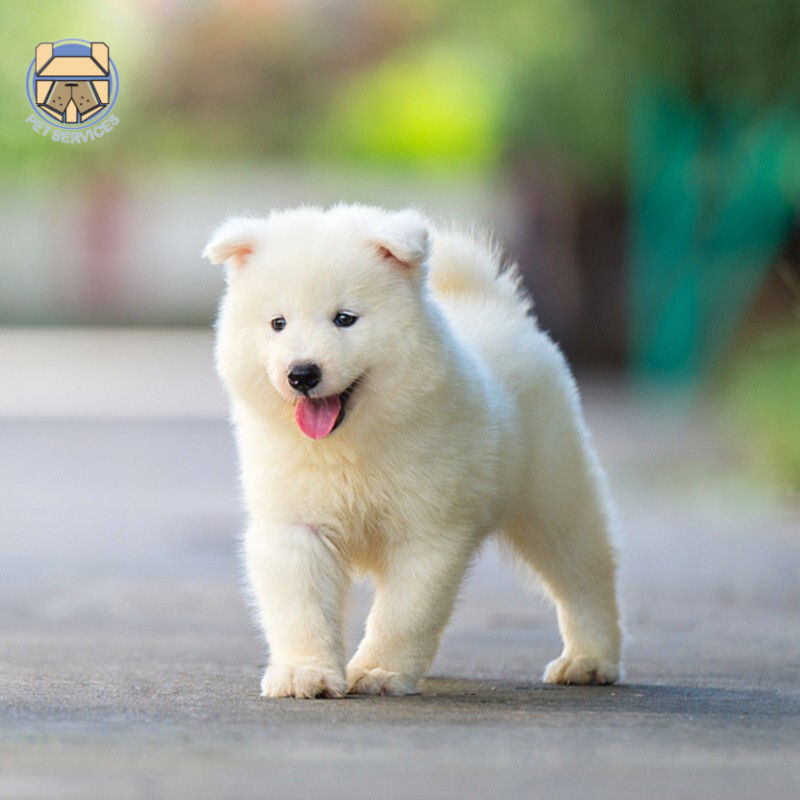 宠心伴 萨摩耶幼犬白色 狗狗活 萨摩耶幼犬微笑天使宠物活体雪橇犬狗