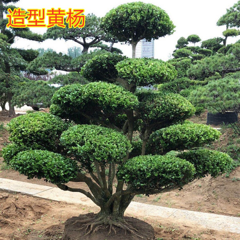 小叶黄杨景观造型树小叶黄杨树庭院别墅造型工程绿化景观树苗独杆冬青