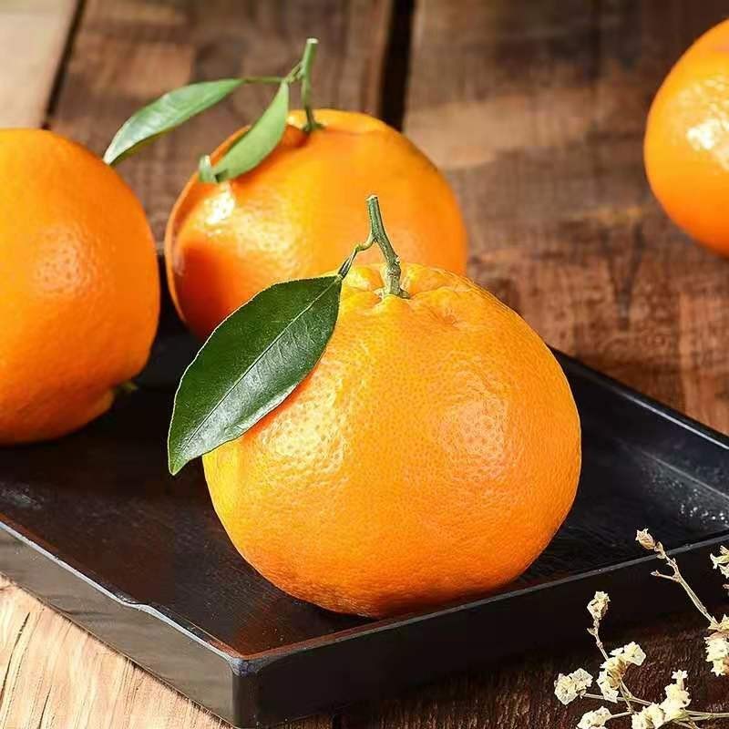 广供天下 四川蒲江耙耙柑春见柑橘当季新鲜水果现摘整箱柑橘 4.5斤70-75mm
