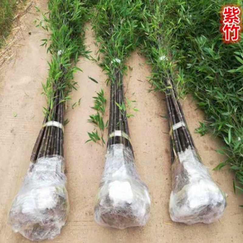 仟草集树苗竹苗盆栽庭院室内观赏四季常青植物竹子苗紫竹(粗约:2公分) 2棵价格主图6