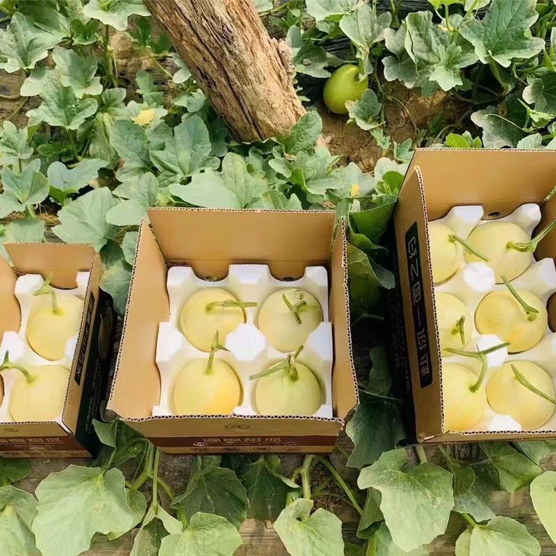 秦品堂阎良甜瓜正宗头茬甜瓜源头直供原产地直发脆甜白皮水果 阎良甜瓜4.5-5斤【3-6枚】