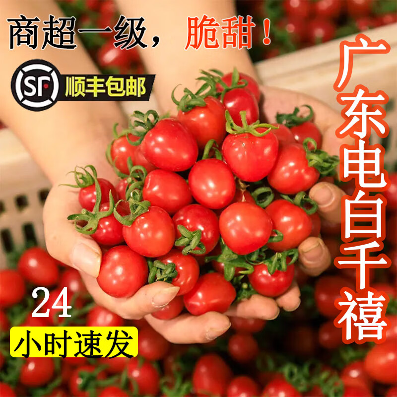 廣東茂名電白千禧新鮮小番茄現(xiàn)摘現(xiàn)發(fā)生吃水果孕婦櫻桃小西紅柿LL 1斤