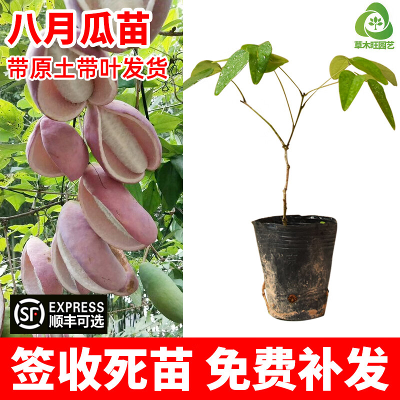 草木旺八月瓜苗直生八月瓜九月黄树苗八月炸牛卵坨苗紫色无籽八月瓜