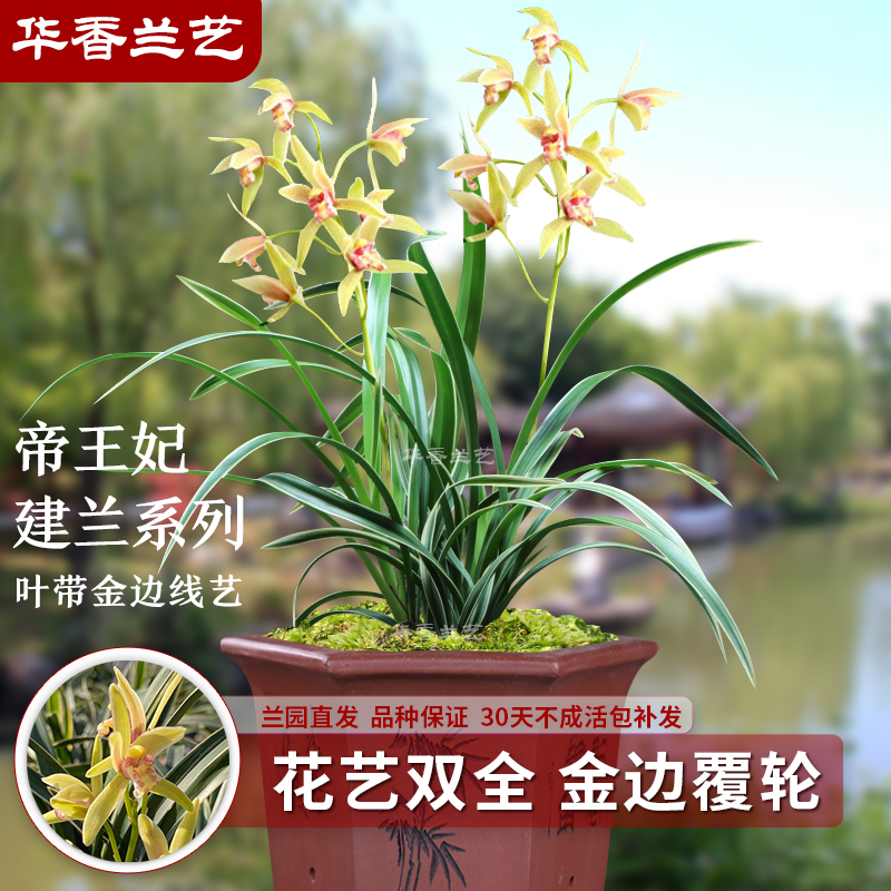 华香兰艺 帝王妃 建兰 四季兰夏带花苞兰花苗盆栽室内外绿植物浓香型
