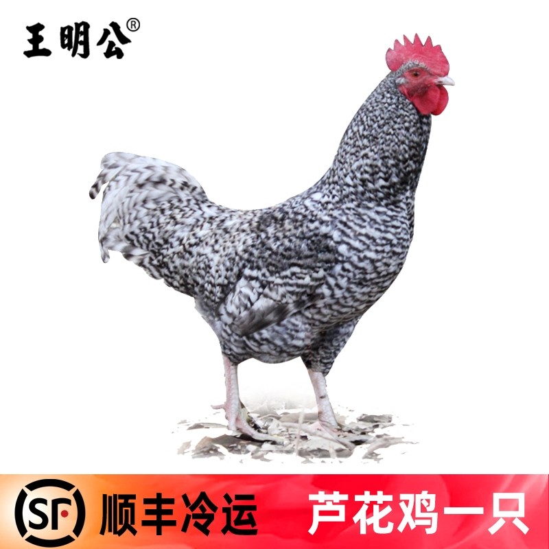 王明公 安徽农村生芦花鸡850克新鲜土鸡老母鸡芦花鸡一只 1只