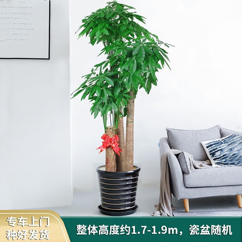 绿韵花田【两小时达】发财树金钱树散尾葵天堂鸟大绿萝大型室内好养绿植 步步高发财树怎么样,好用不?