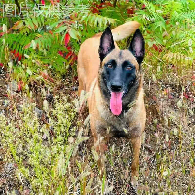 麦基乐田园马犬两个月看家护院马犬活物警犬黄马犬幼犬 田园级 【公】马犬田园