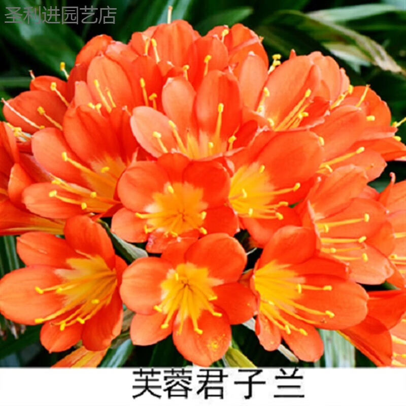 懿儱佩君子兰盆栽带花苞高端精品特级花苗带盆栽好植物名贵小苗室内