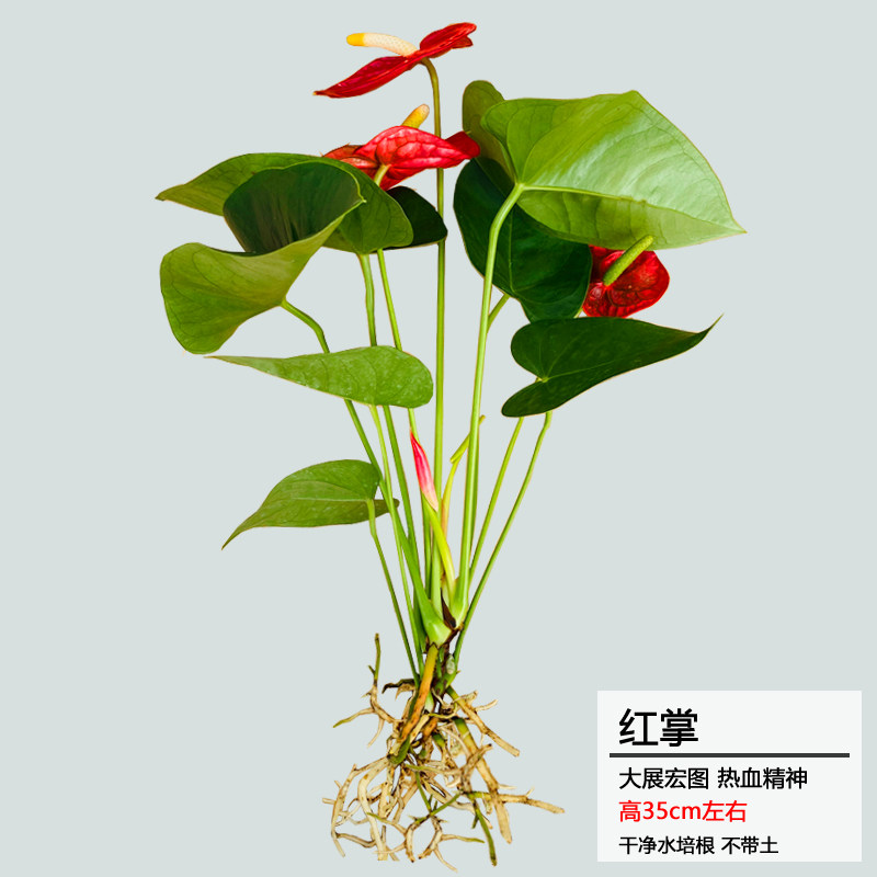 水培植物花卉绿植室内好养多肉四季红掌办公室桌面水养开花小盆栽