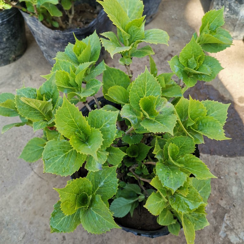 绣球花苗盆栽花卉植物室内好养的花四季开花不断无尽夏大花易成活