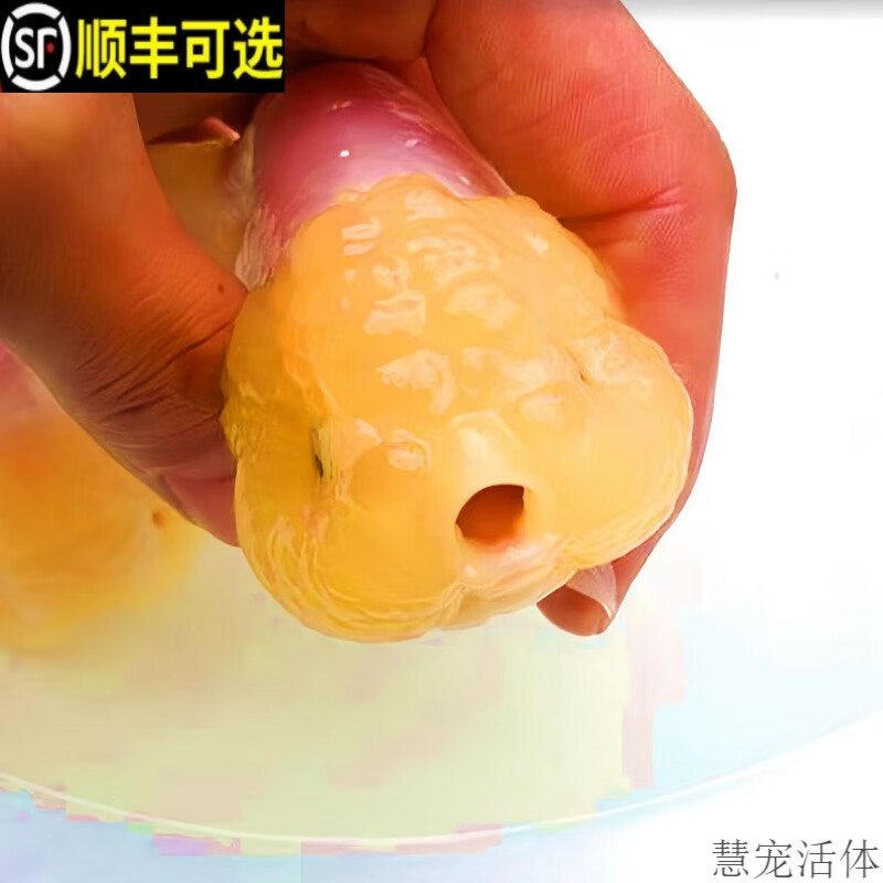 精品菠萝猫狮金鱼活鱼观赏鱼冷淡水活体好养耐活易养活玉兔小金鱼 6