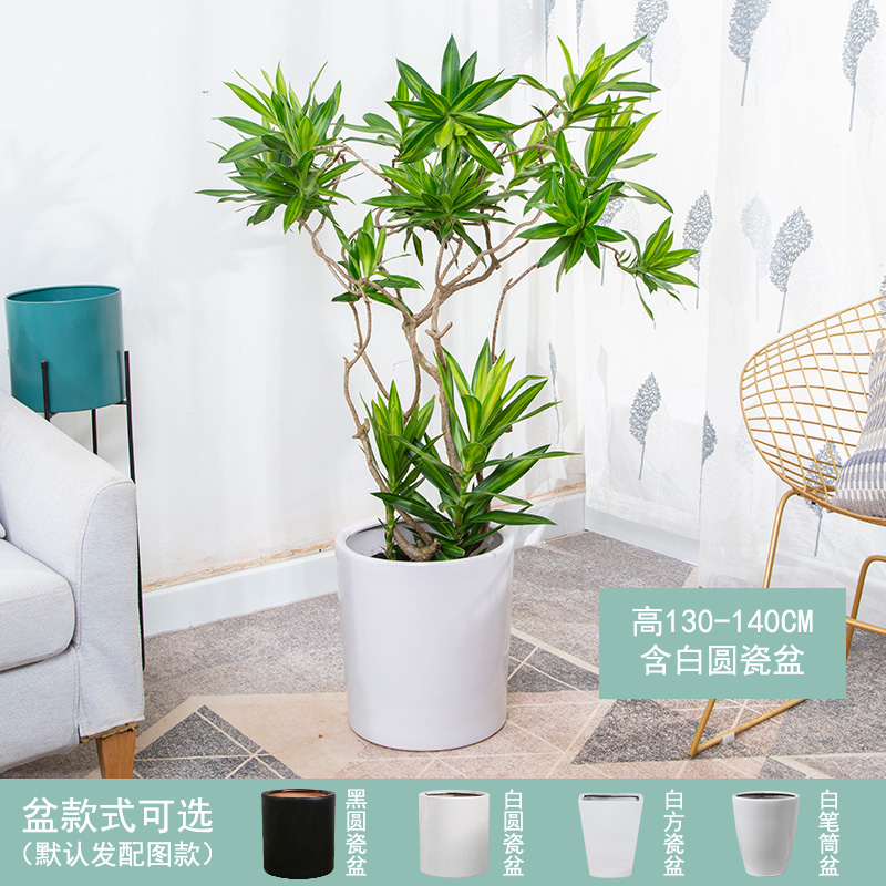 大型绿植近期价格走势如何|大型绿植价格历史
