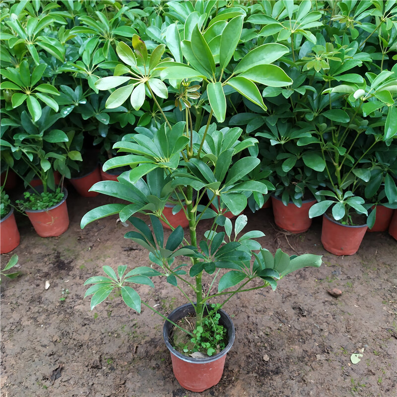 晗畅鸭掌木绿植盆栽鸭脚木鹅掌柴观叶植物室内客厅绿植中大型绿植 单