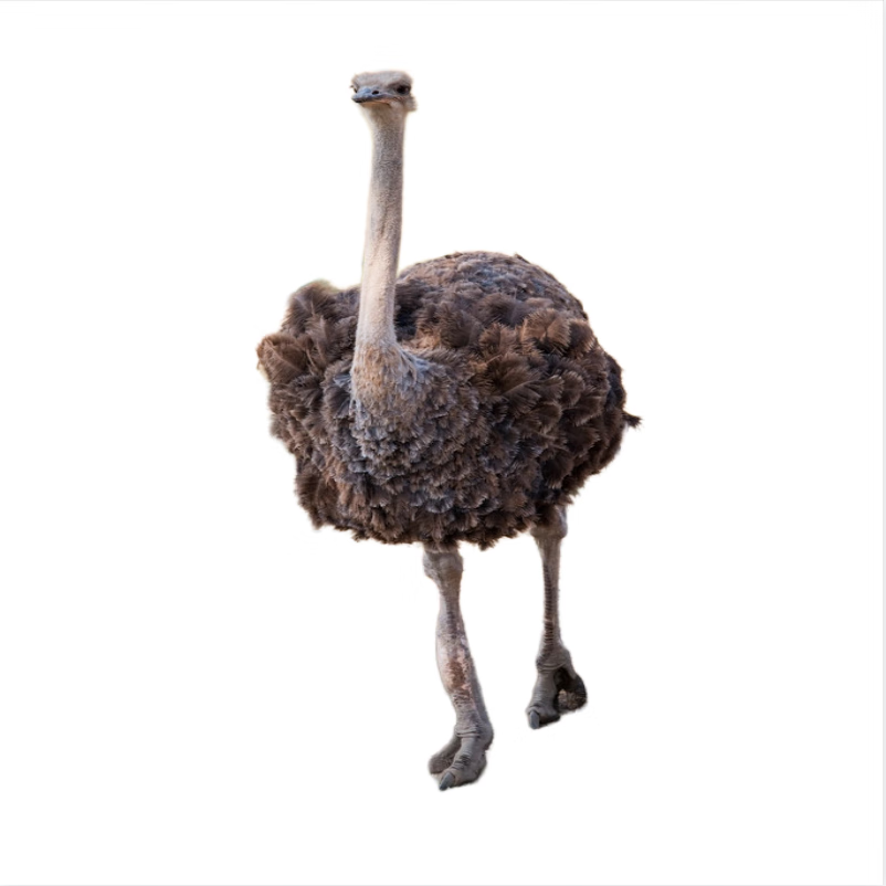 养殖现货速发种非洲鸵鸟幼崽幼苗一级 纯种非洲鸵鸟一个月【单只】