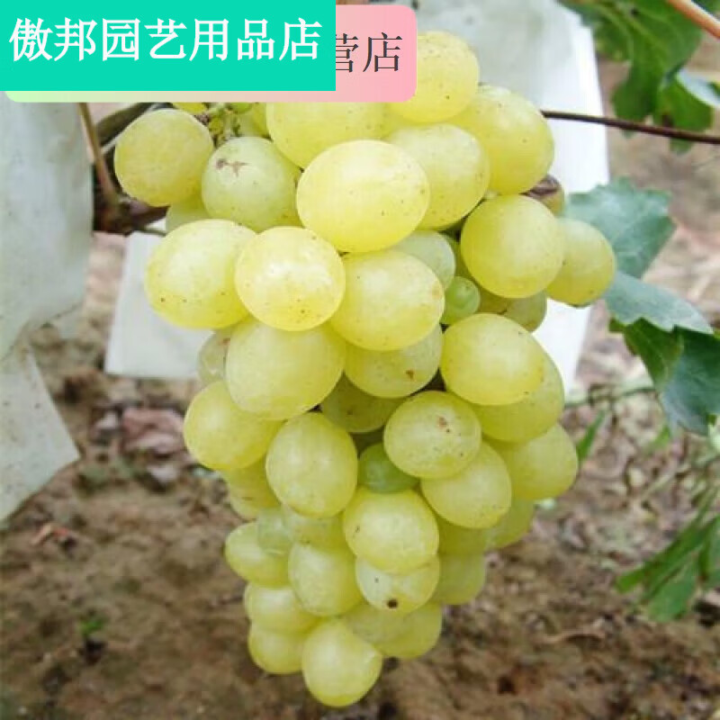 茗羽珺玥超早熟葡萄苗碧香无核葡萄盆栽地栽果树苗木无核葡萄树当年