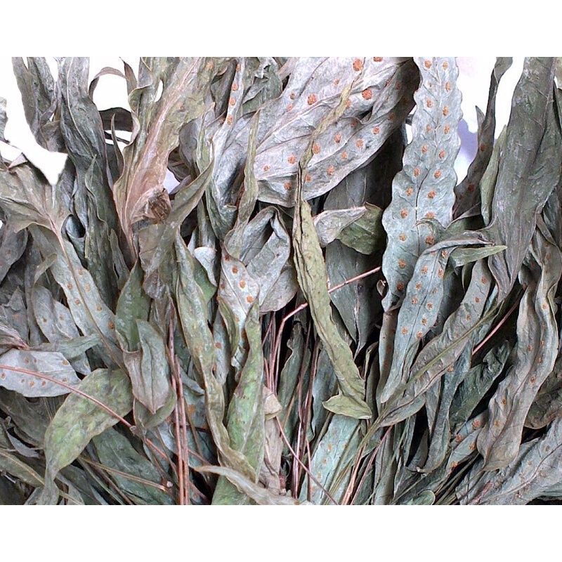 滋补养生 金星草 鹅掌金星草 鸭脚草 七星草 金鸡脚 500克