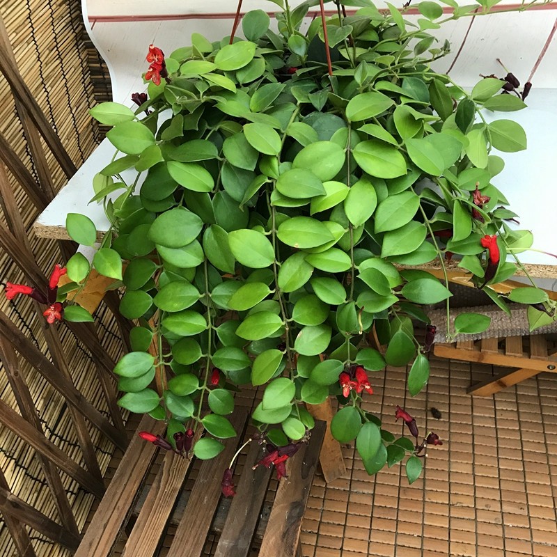 盆景吊兰植物盆栽室内口红吊兰花苗绿植花卉 四季种植开花垂吊植物