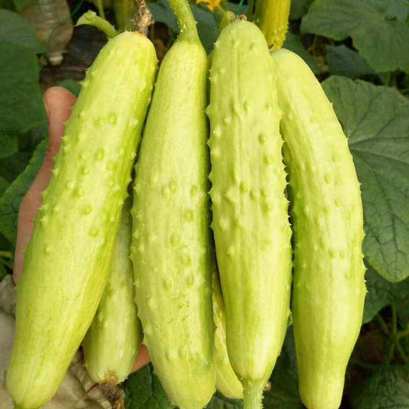 种菜记旱黄瓜种子春夏秋蔬菜种籽老品种耐热黄瓜种孑越夏黄瓜种玛雅