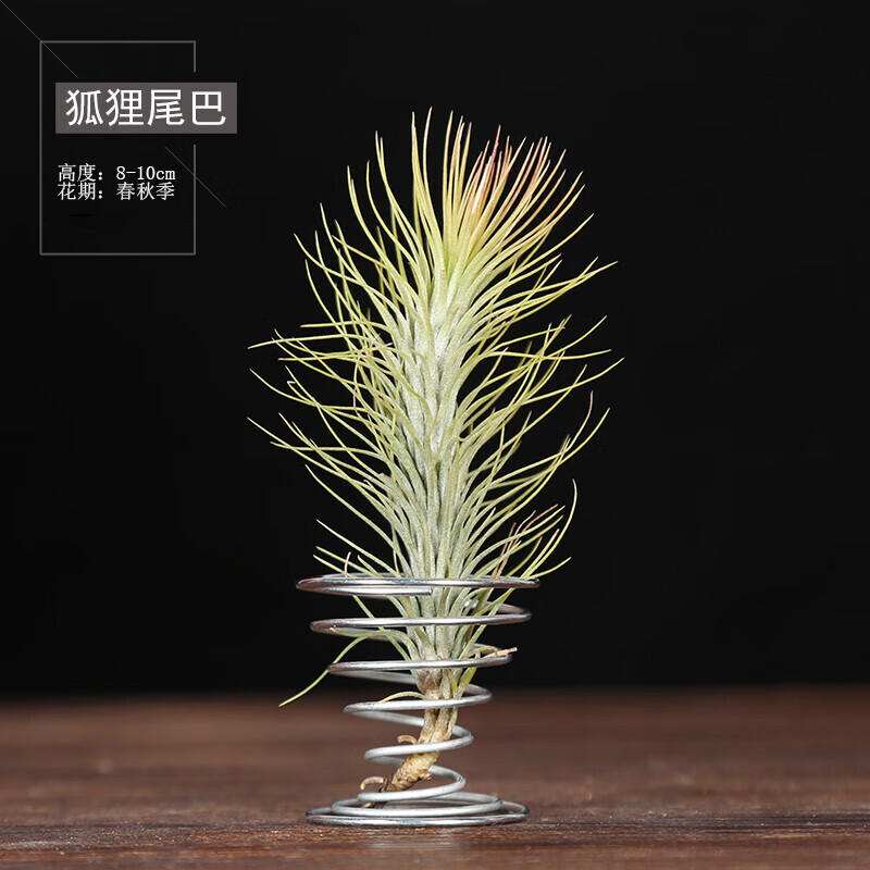 中生长创意花卉室内桌面小型盆景多肉花卉盆栽绿植 狐狸尾巴8-10cm