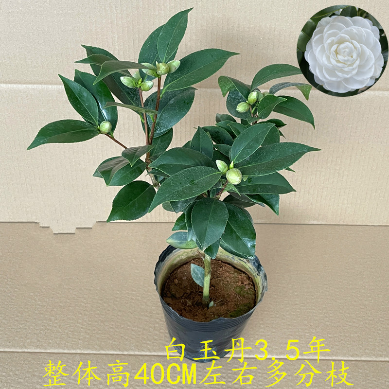 年宵绿植名贵珍稀白茶花过年开花庭院树风景树家庭植物真花阳台植物