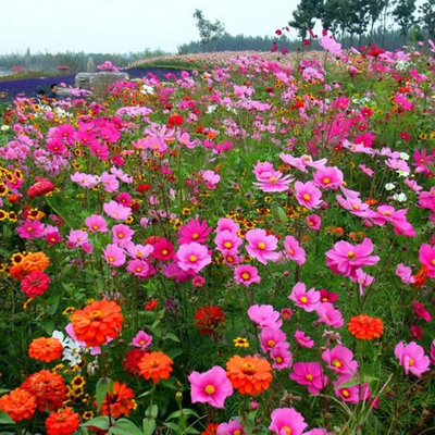 最准确的花草林木种子历史价格查询软件|花草林木种子价格走势图