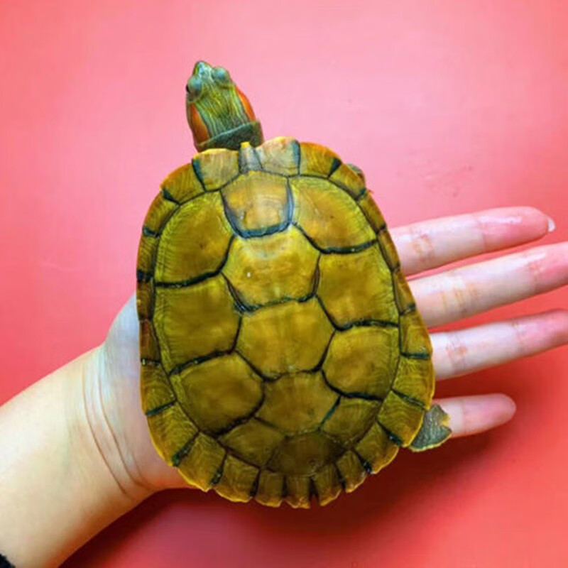 莱羡朵正宗金龟金钱大龟观赏黄金龟巴西宠物小乌龟活物大乌龟深水吃菜