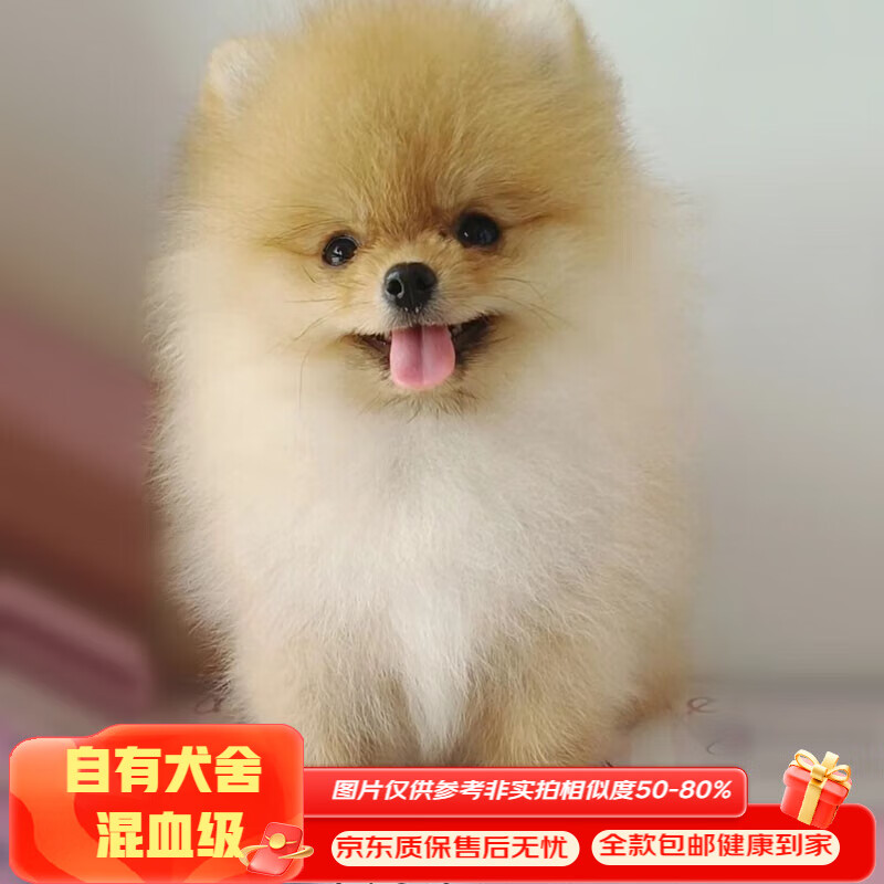 混血中华田园犬比熊幼犬活体宠物狗卷毛比熊犬活体飞耳比熊宠物狗