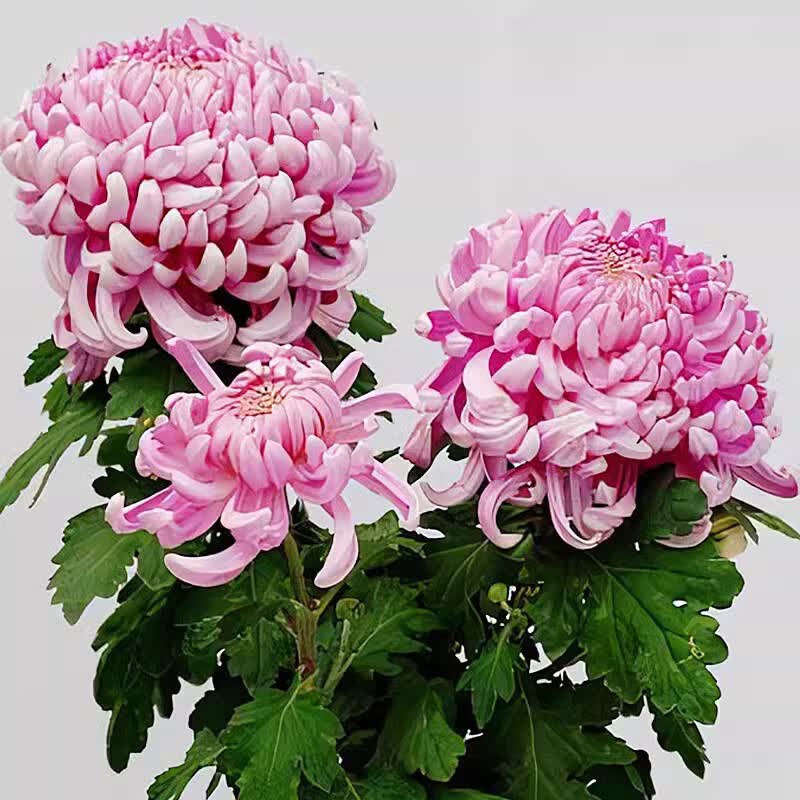 山头林村菊花耐寒耐冻花庭院带苞盆栽苗九月千头四季球四季开室内卉