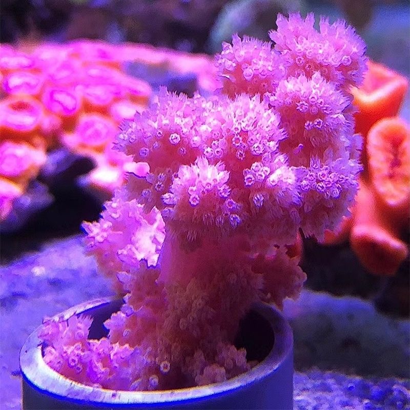软体珊瑚海鸡冠lps海水生物活体小丑鱼活体珊瑚水桃花 水桃花珊瑚一份