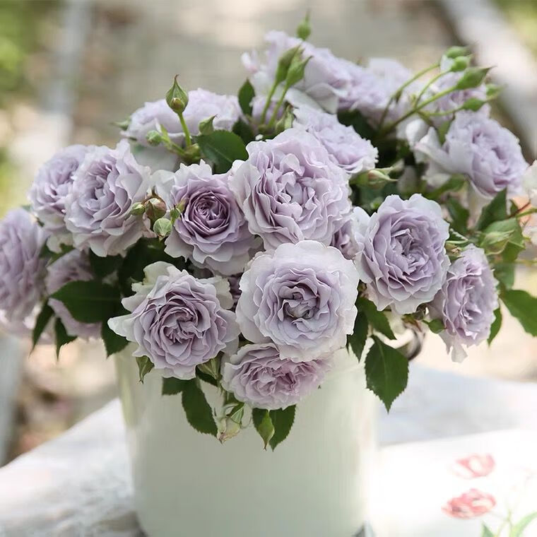 花润露空蒙月季花苗 灌木多季节开花耐热耐晒丰花玫瑰盆栽阳台庭院