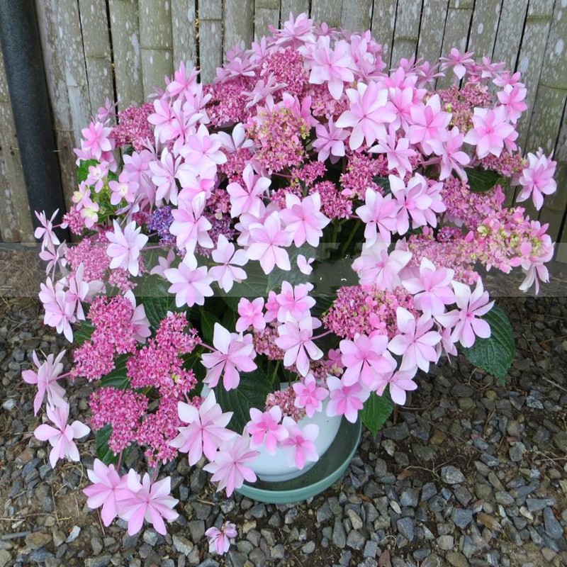 10年耐寒多头绣球花苗老桩无尽夏七彩绣球花苗盆栽地栽多彩八仙花大