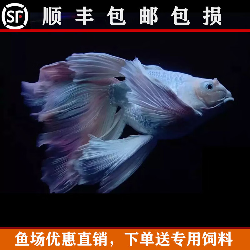 赛级狮子头球体5