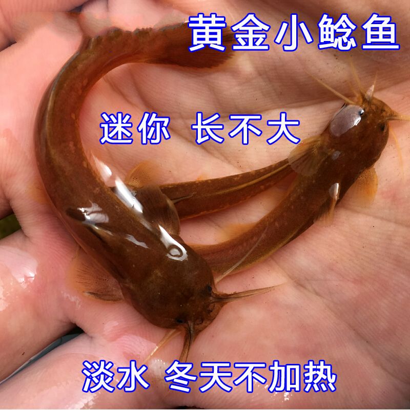 博晟洋观赏鱼活体风水鱼原生水蜂子金娃娃淡水冷水小金鲶鱼鱼锦鲤 金