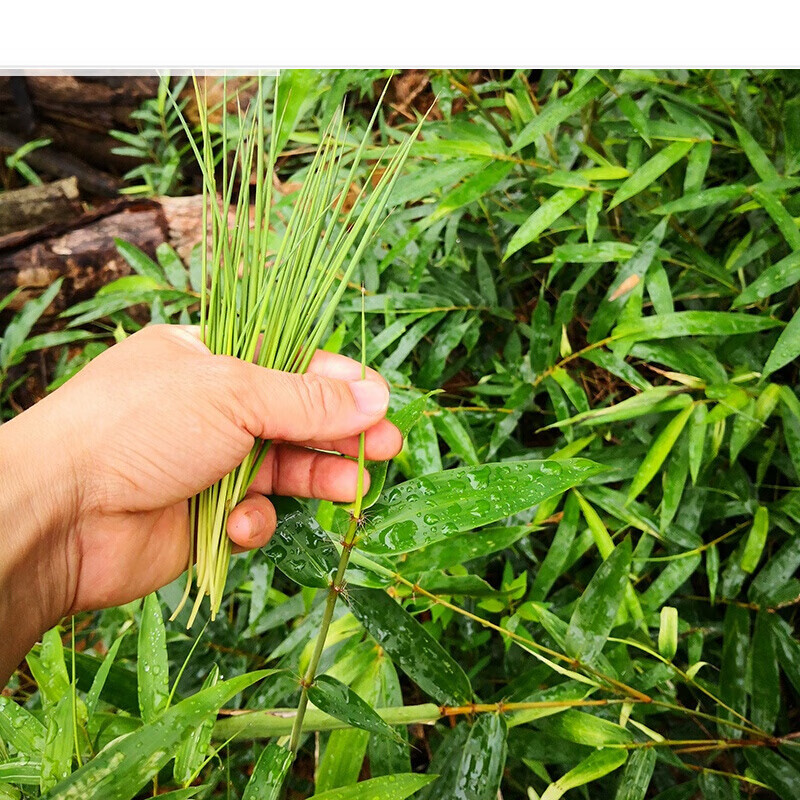 伟博 深山野生竹叶芯天然竹叶心竹心嫩芽竹芯竹卷心新鲜中药材凉茶100