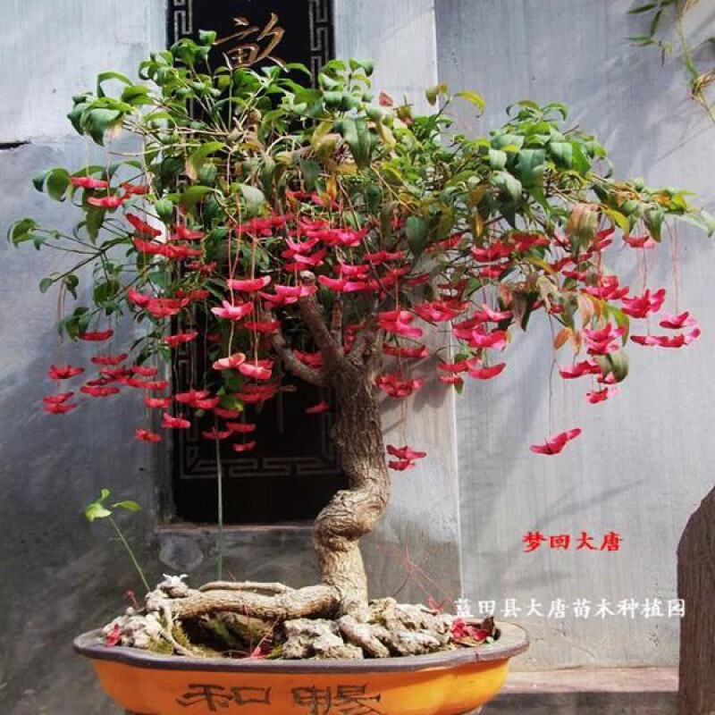 流彗金丝吊蝴蝶树苗金丝吊蝴蝶四季开花花期带花苞花卉大全金线寒名贵