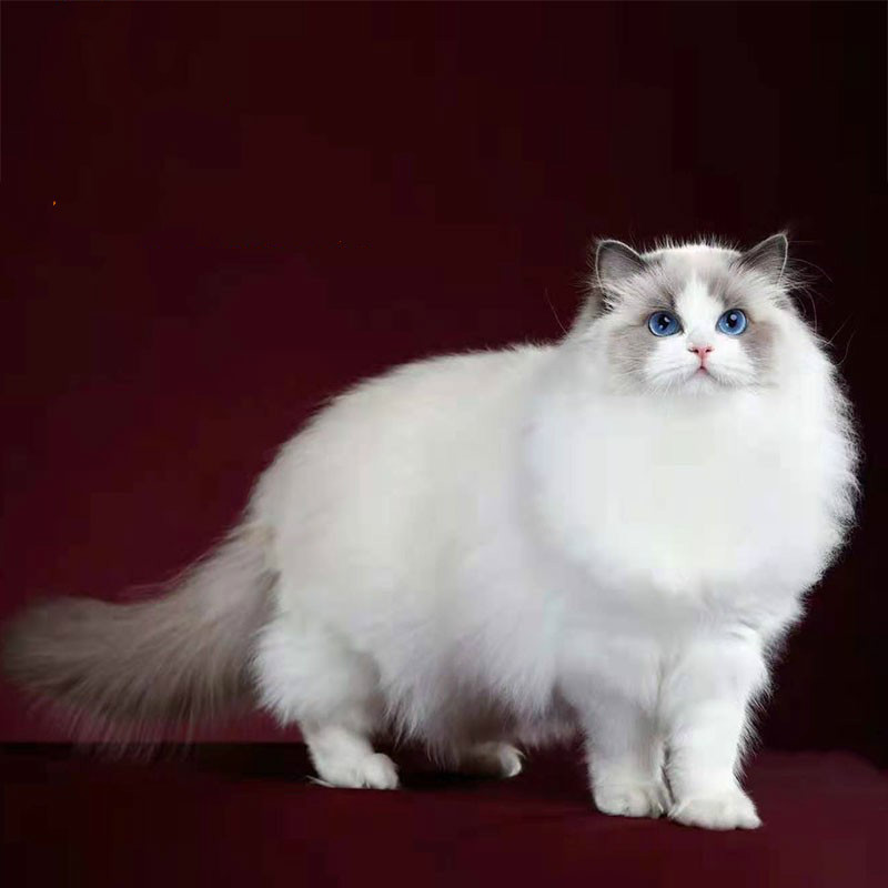 布偶猫活体海双蓝双重点色布偶幼猫幼崽蓝眼睛长毛猫宠物猫仙女猫性格