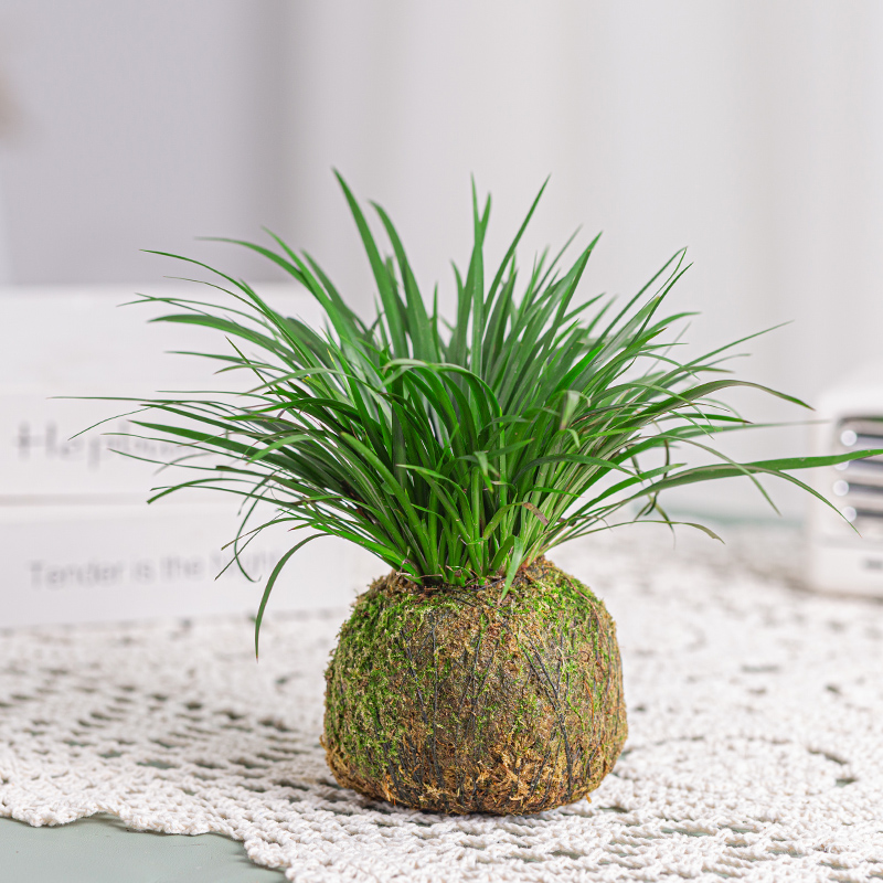 金钱菖蒲盆栽文竹六月雪室内好养黄金胧月禅意中式盆景苔藓球植物