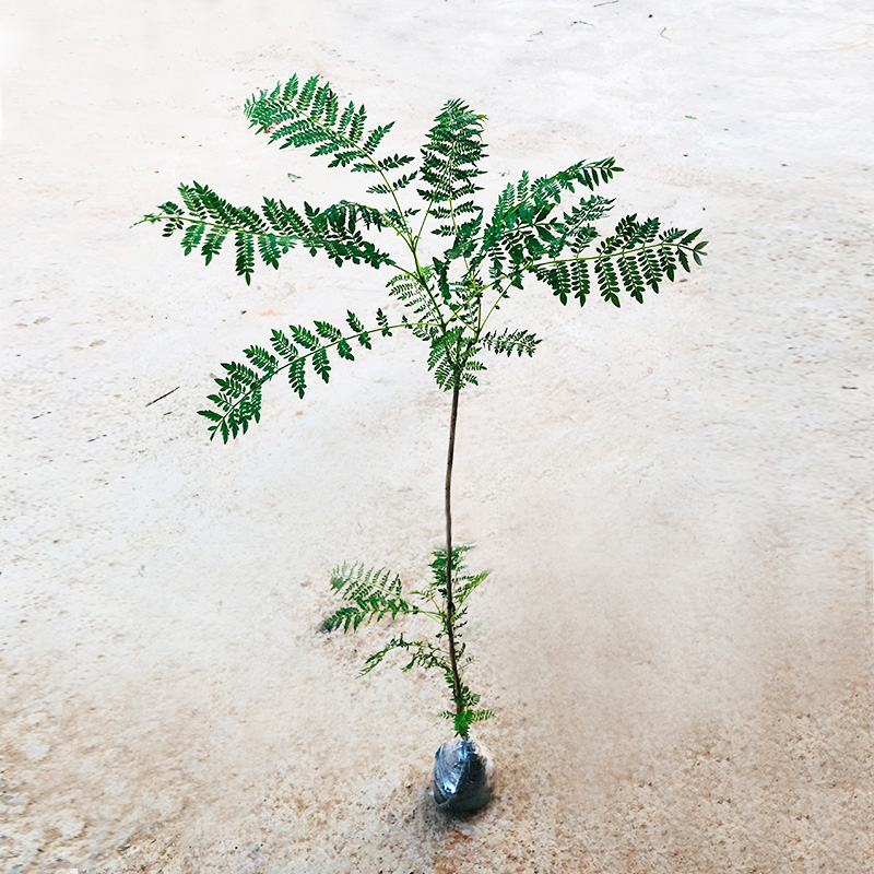 珍稀名贵苗木蓝花楹树苗 蓝雾树凤凰木红花楹苗庭院街道风景花木