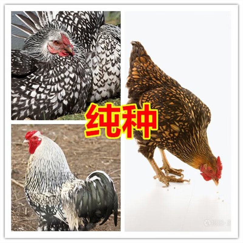 怀特宠物鸡怀恩多特观赏鸡种蛋受精卵可孵化受精鸡蛋进口观赏鸡 1枚