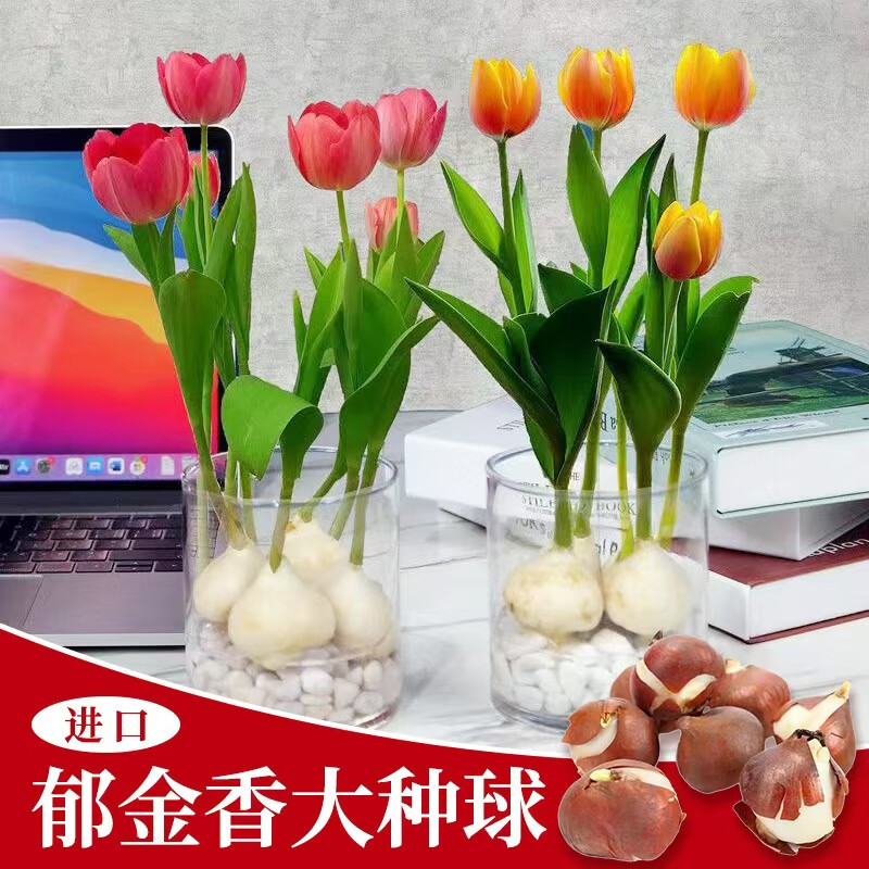 ذ5ˮ໨ֲ̨ ࣺɫ5+++ 16.8Ԫ